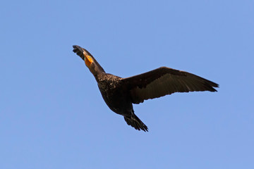Bird cormorant shore bird flying
