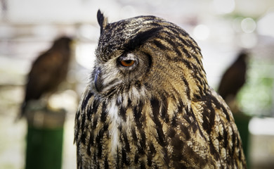 Wild trained owl