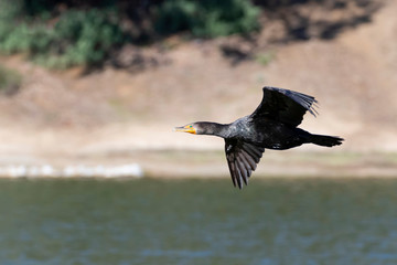Bird cormorant shore bird flying