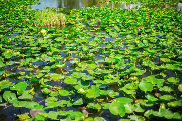 Everglades National Park. Swamps of Florida. Big Cypress National Preserve. Florida. USA.