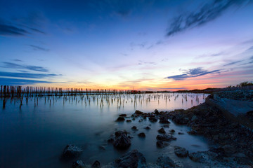 Sunset over the mangrove forest with blue sky view before twilight. Blue color tone.