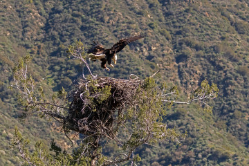 Bird bald eagle at Los Angeles foothills