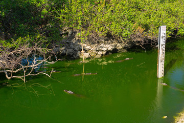 Everglades National Park. Swamps of Florida. Big Cypress National Preserve. Florida. USA.