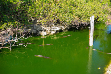 Everglades National Park. Swamps of Florida. Big Cypress National Preserve. Florida. USA.