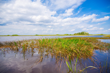 Everglades National Park. Swamps of Florida. Big Cypress National Preserve. Florida. USA.