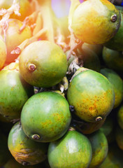 Fresh Betel nut palm fruit hang on the tree for chewing / Areca nut