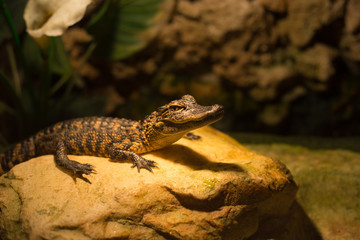 Baby alligator in Everglades National Park, Florida, USA. 