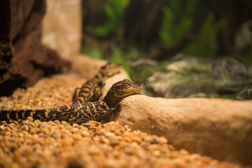 Baby alligator in Everglades National Park, Florida, USA.