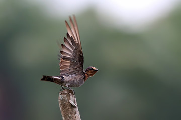 swallow flapping its wings