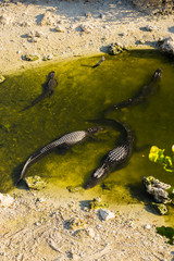 Florida alligators in Everglades National Park. Big Cypress National Preserve.