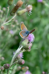Lycaenidae / Gümüş Lekeli Esmergöz / / Plebejus argus