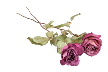 Two dried pink roses on white background isolated, design element for greeting card, poster,...