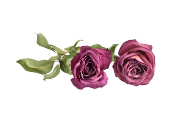 Flowers composition, two red roses and green leaves on white background isolated close up, border for greeting card, design element for poster, print, holiday decoration, beautiful floral pattern