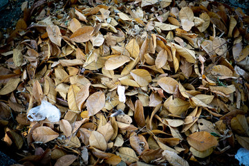 A large stack of leaves from the sweeping courtyard of the park in the summer awaits disposal.