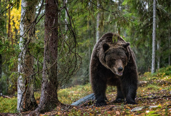 Naklejka na ściany i meble Brown bear in the autumn forest. Scientific name: Ursus arctos. Natural habitat.