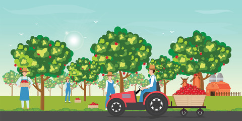 Gardener picking apples on a farm in autumn with tractor during apples harvesting on blue sky background cartoon vector illustration.