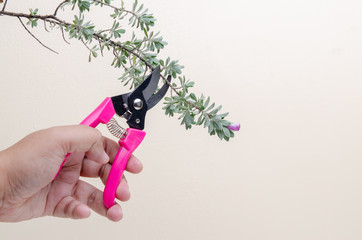 Pruning shears and  tree branch, Gardening concept - 249440978