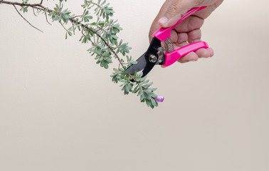 Pruning shears and  tree branch, Gardening concept - 249440984