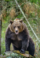 Bear on a rocks. Adult Big Brown Bear in the autumn forest.  Scientific name: Ursus arctos. Autumn season, natural habitat.