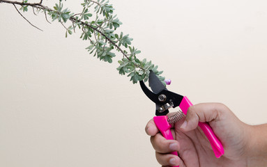 Pruning shears and  tree branch, Gardening concept - 249440989
