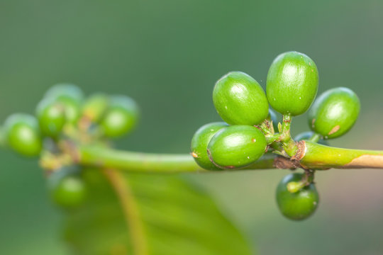 Coffee bean green fruits closeup - not mature - Coffea arabica