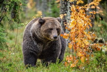 Obraz premium Brown bear in the autumn forest. Scientific name: Ursus arctos. Natural habitat.