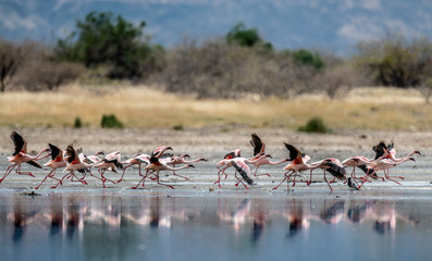 Flamingos in flight. Flying flamingos over the water of Natron Lake.  Lesser flamingo. Scientific name: Phoenicoparrus minor. Tanzania.