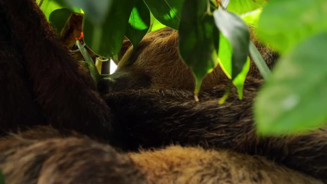 Sleeping brown-throated sloth