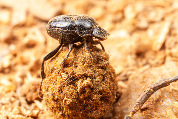 Very small scarab beetle - scarabaeidae - coprophage bug on nature