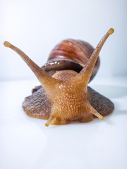 Closeup photography of a one  giant snail in the Studio on a white glossy surface and blurred background