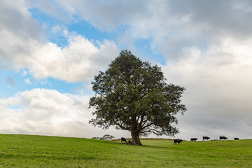 Cattle on hill, Tasmania