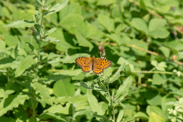 Nymphalidae / Güzel İnci / / Argynnis aglaja