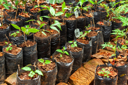 Lot of different plastic seedling bags with small plants - seeding growing