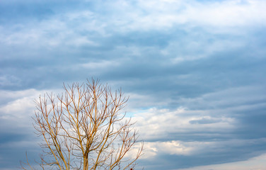 Fototapeta na wymiar The beauty of the sky with clouds and tree.