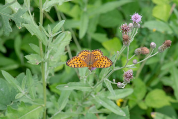 Nymphalidae / Güzel İnci / / Argynnis aglaja