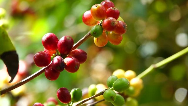 colorful coffee berries