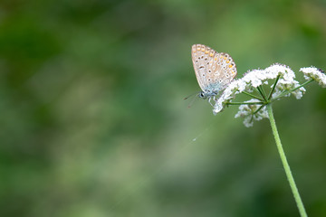 Lycaenidae / Çokgözlü Mavi / / Polyommatus icarus