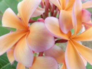 Pretty pink and orange frangipanis