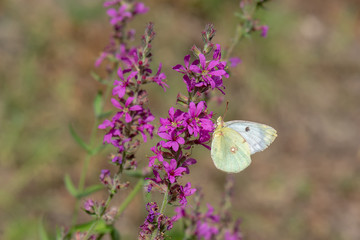 Pieridae / Sarı Azamet / / Colias crocea