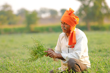 Indian farmer at the chickpea field, farmer showing chickpea plants