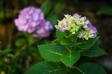 The beautiful hydrangea in the park