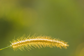 The cogon grass on green background