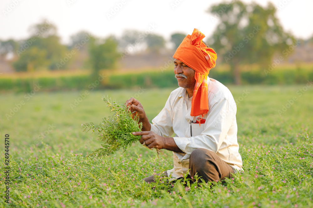 Wall mural indian farmer at the chickpea field, farmer showing chickpea plants