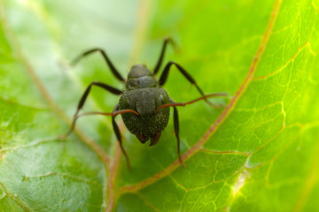 Small ant on a leaf