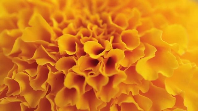 closeup of marigold flower