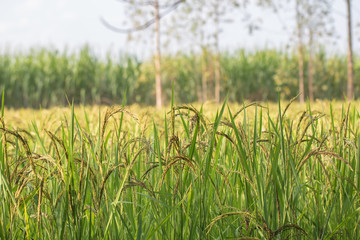 Closeup view of rice paddy in the rice terraces of Thailand,Harvest season of rice nature food background.Organic farm in Asian of Thai people.Blur focus and soft style.