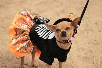 Small dog in costume looks unhappy but cute