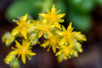 Feb2019-MacroRaindrops5