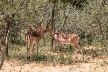 Naklejka na ściany i meble African Safari Impala in bush 