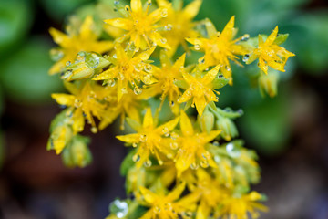 Feb2019-MacroRaindrops4